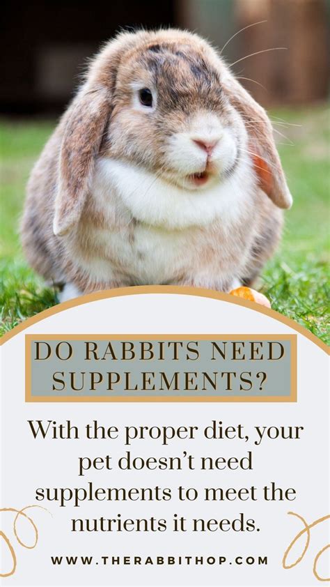 what supplements do rabbits need.